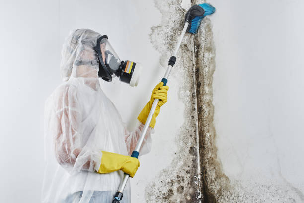 Best Attic Mold Removal  in Summitville, IN