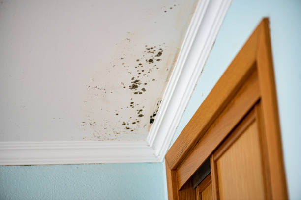 Best Local Mold Removal Service  in Summitville, IN