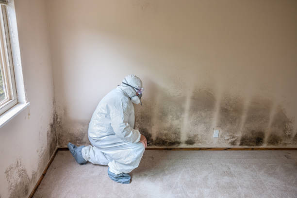 Mold Testing and Removal in Summitville, IN