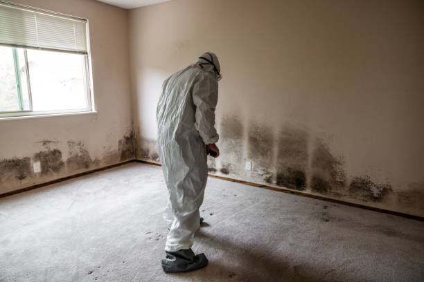 Best Crawl Space Mold Removal  in Summitville, IN