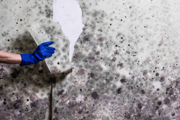Best Emergency Mold Removal  in Summitville, IN
