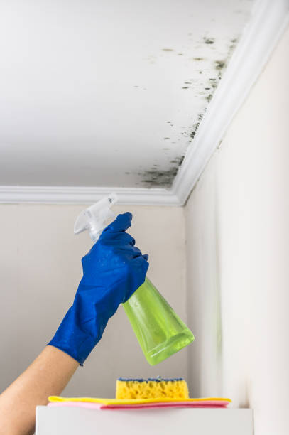 Trusted Summitville, IN Mold Removal Experts